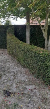 Tuinonderhoud Jasper Bonte – Hagen snoeien regio Sluis