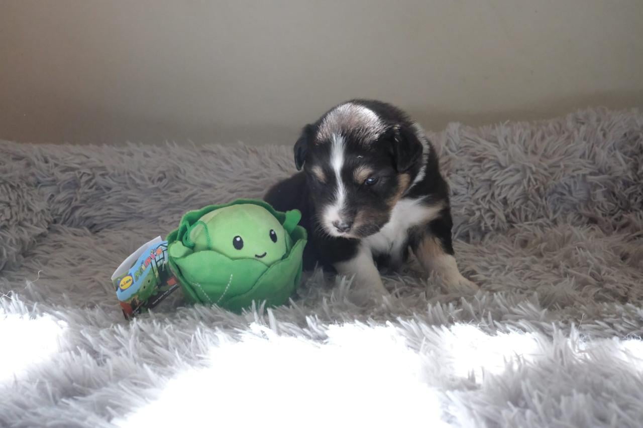 Australian shepherd pups met stamboom uit geteste ouders!!