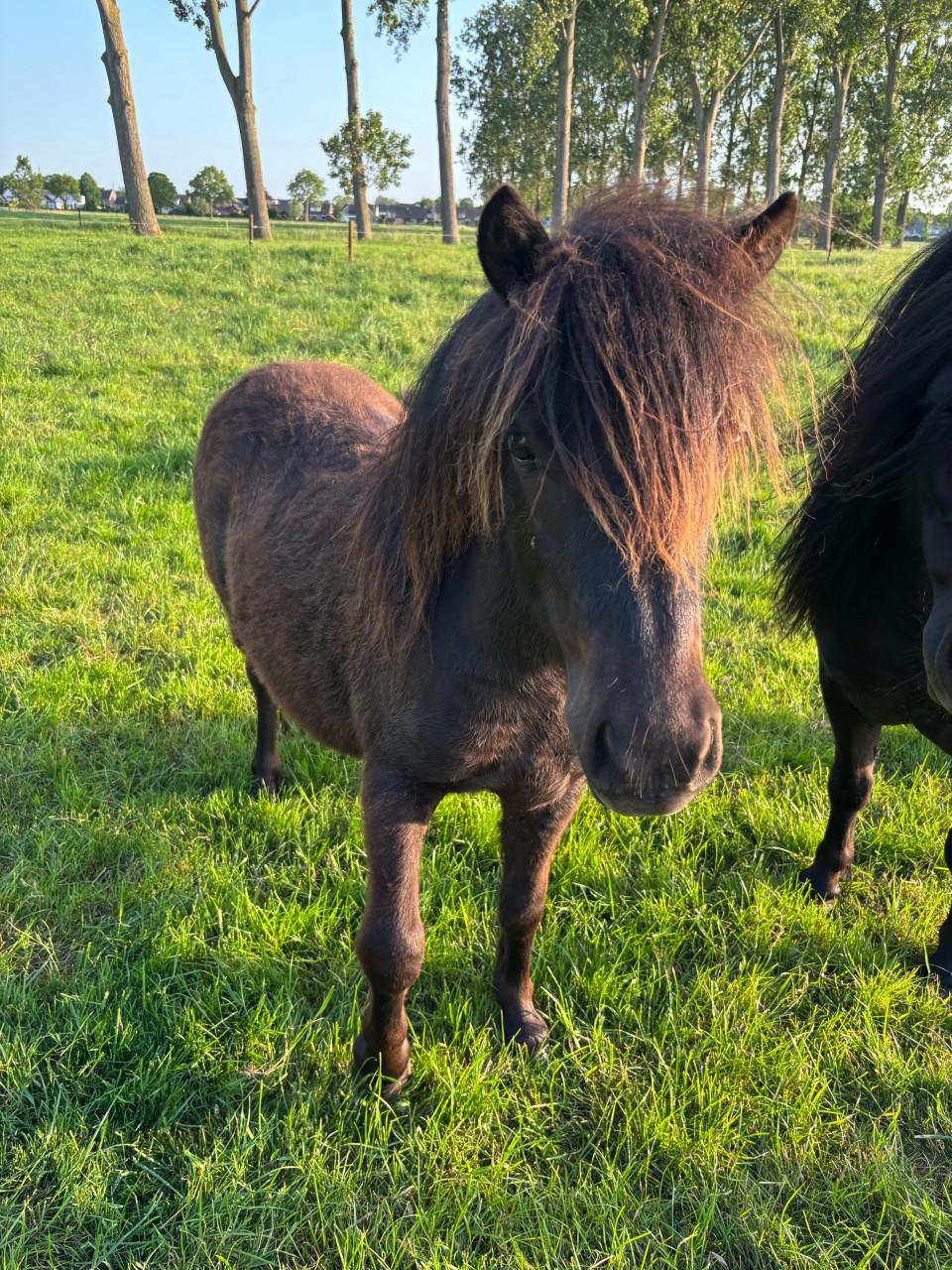 Leuke Shetlander