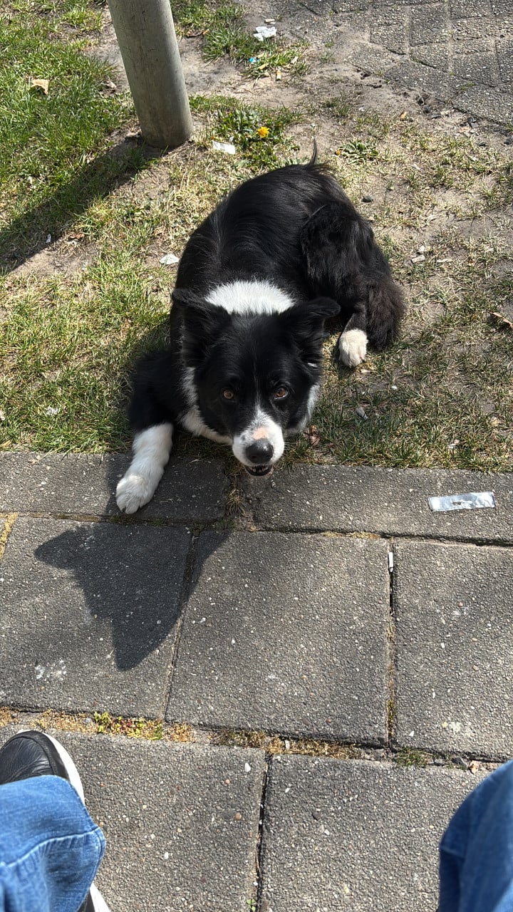 Bordercollie