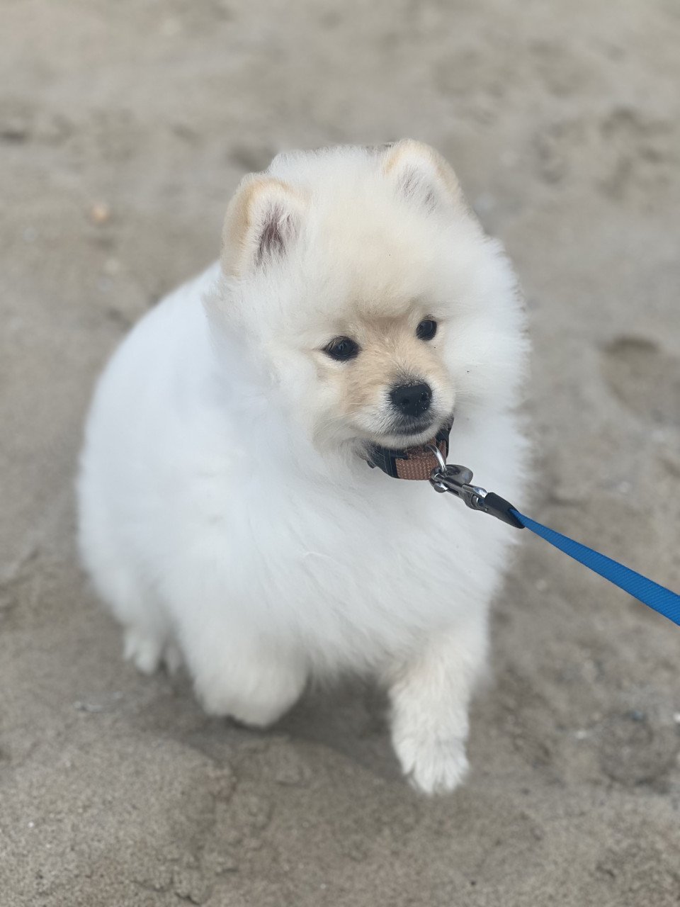 Lieve pups zoeken goud mandje❤️🐾