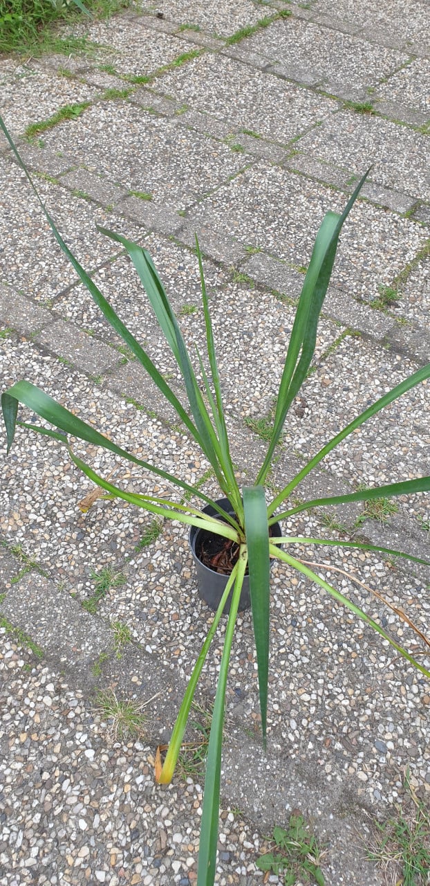Winterharde yucca