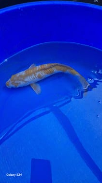 Ochiba koi