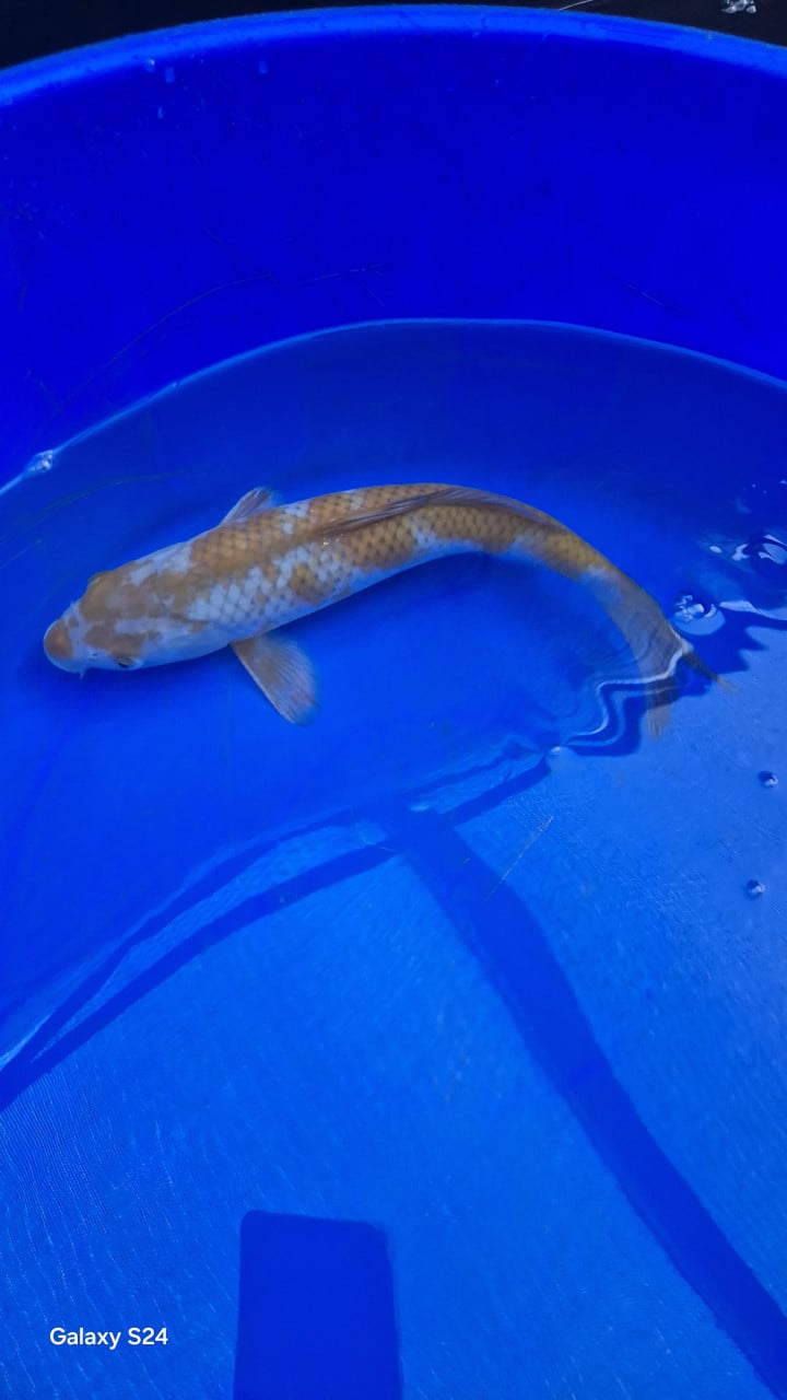 Ochiba koi