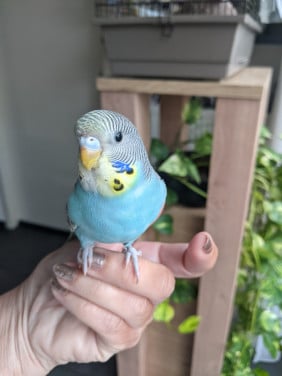 Jong parkietje