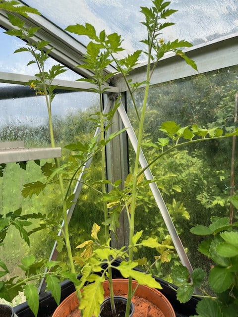 Tomaten-planten (Kleine Trostomaat)