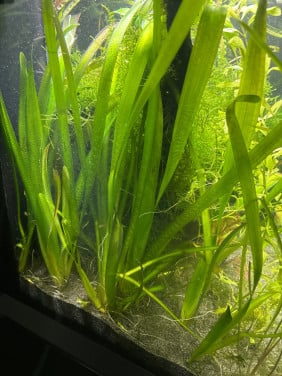 Aquariumplanten