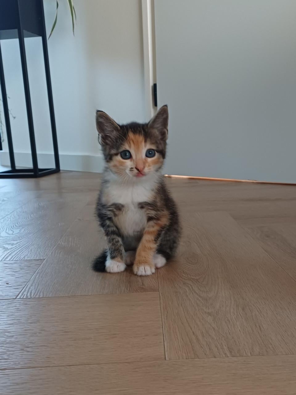 Kittens