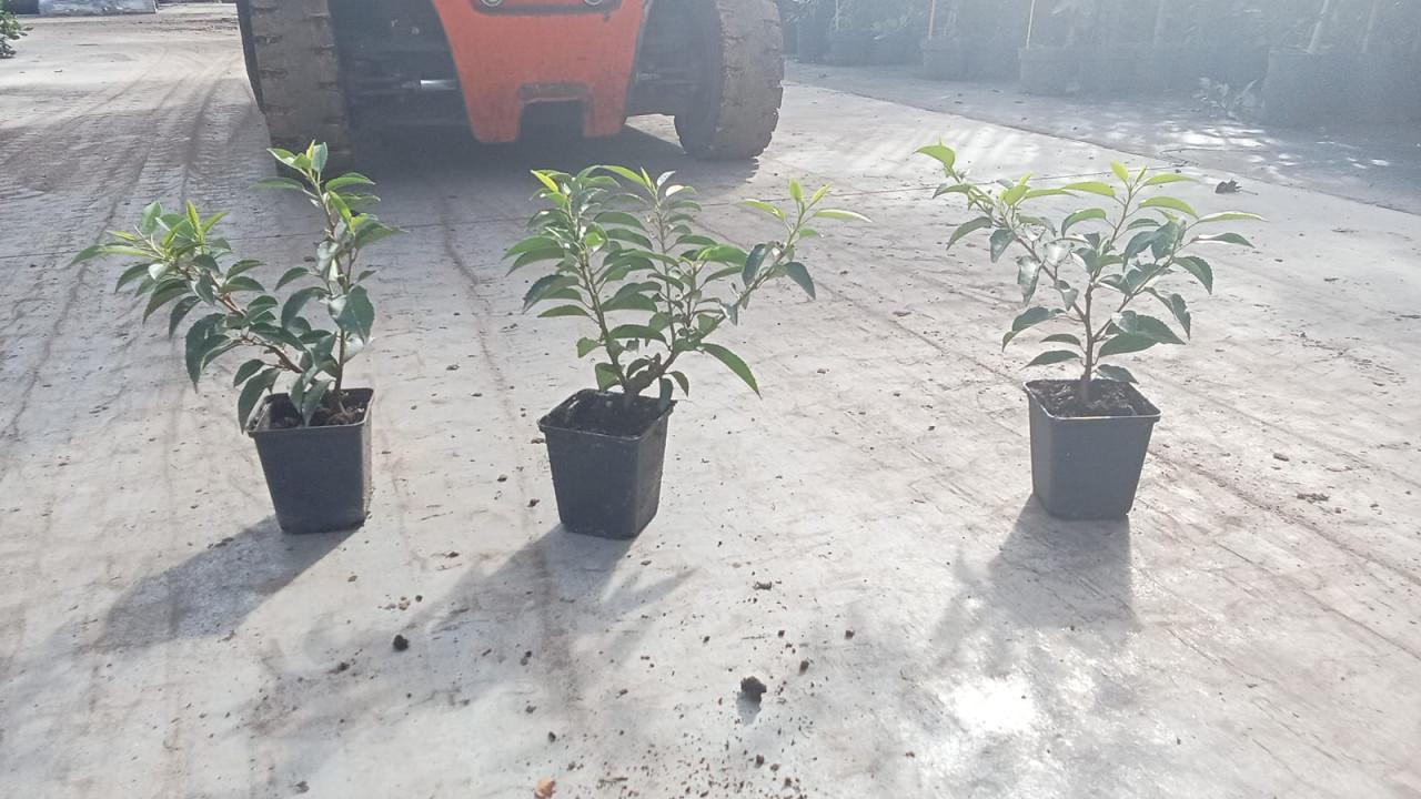 Portugese laurier haagplantjes 20-30 cm