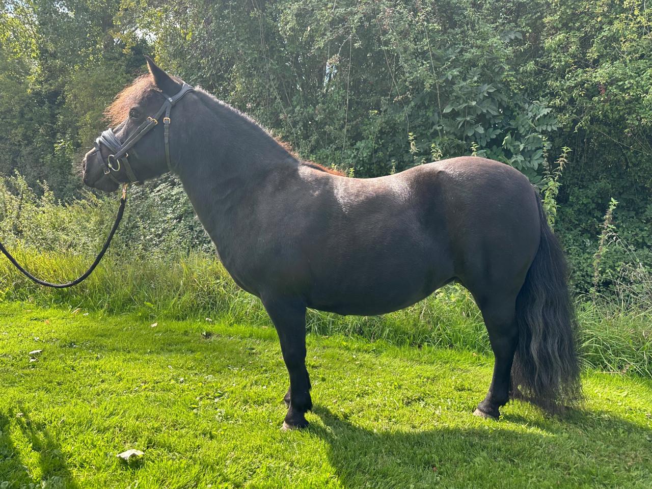 Super lieve shetlander merrie
