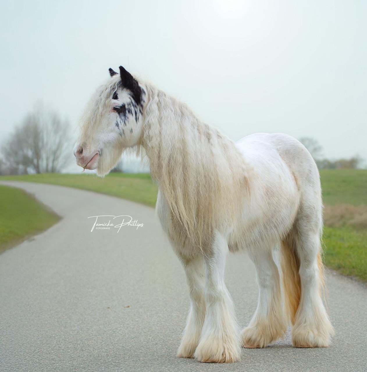 Leuke en lieve pony's te koop