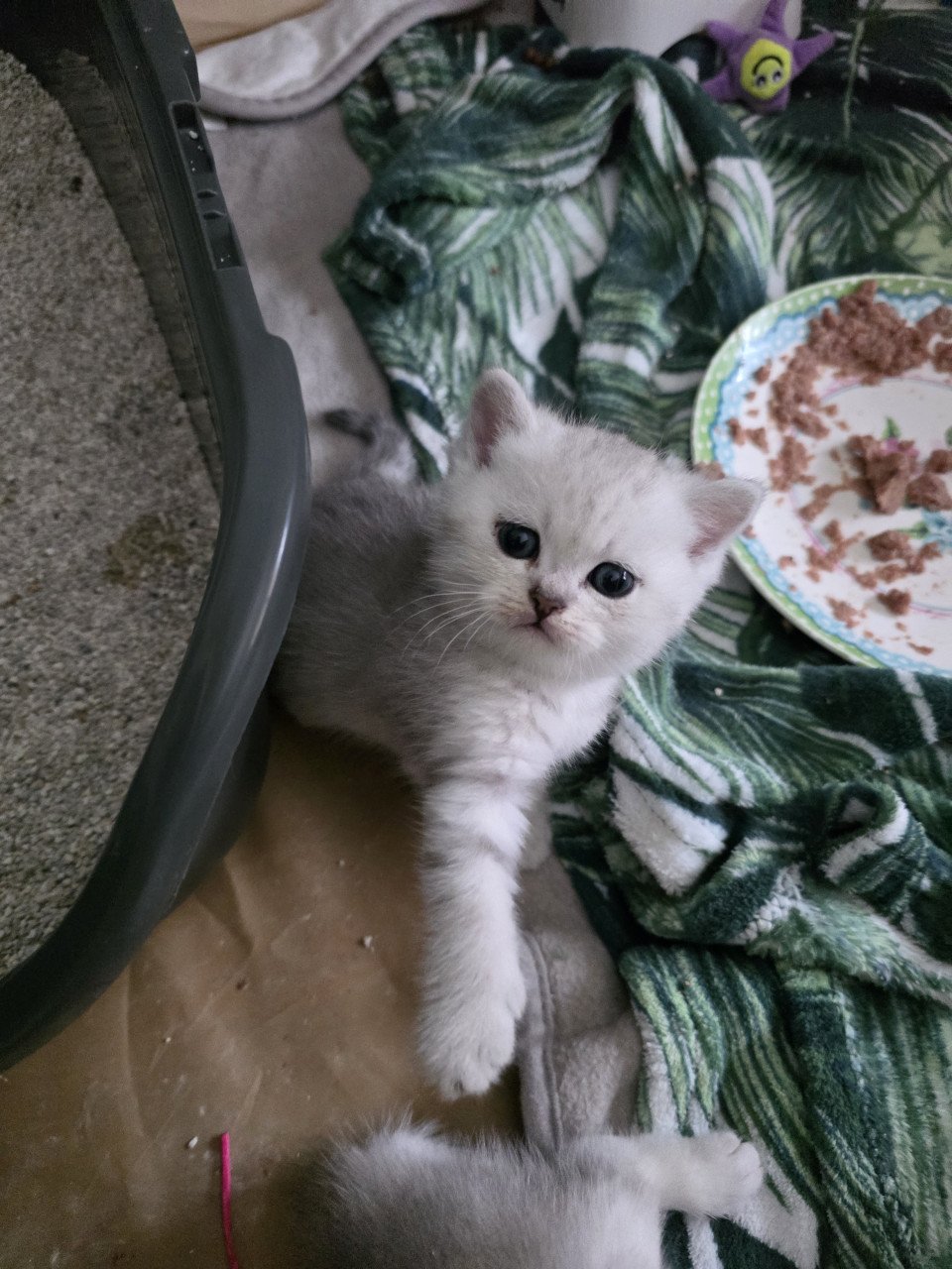 Brits korthaar silver tabby (Whiskas)