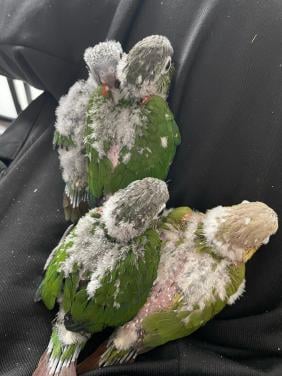 Jonge pyhurra parkieten