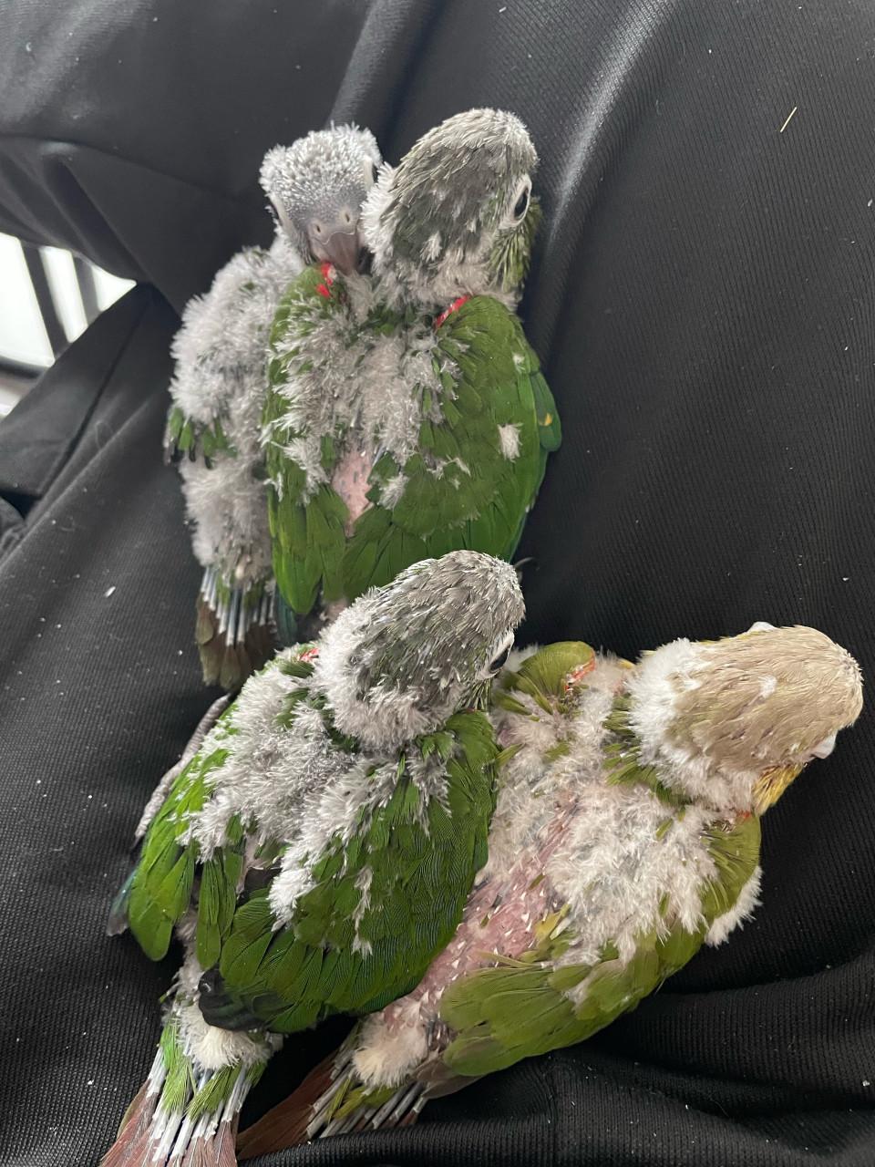 Jonge pyhurra parkieten