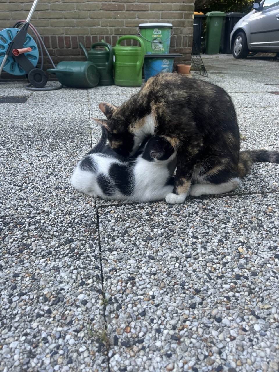 Nog 4 leuke lieve kittens te koop van 12 weken oud