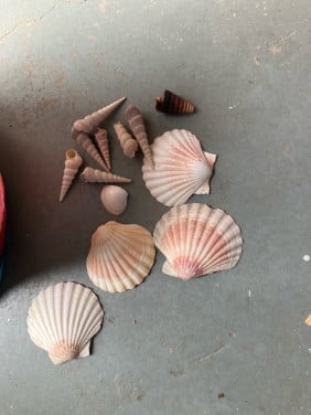 Schelpen