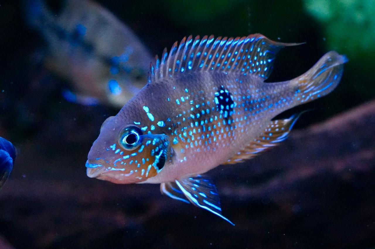 Eliotti Thorichthys goede thuis