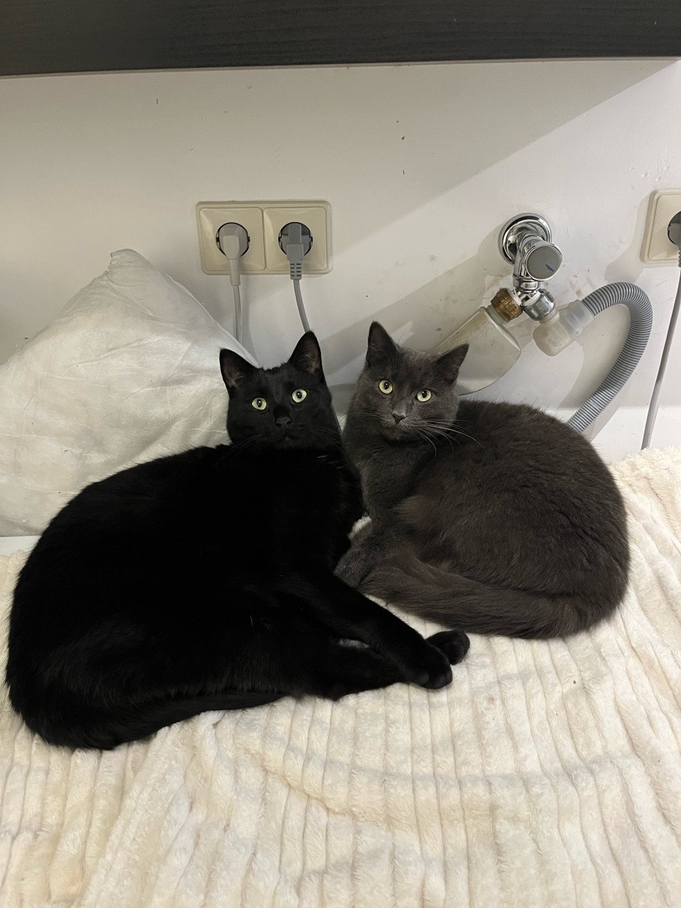 Lieve katers zoeken nieuw huis