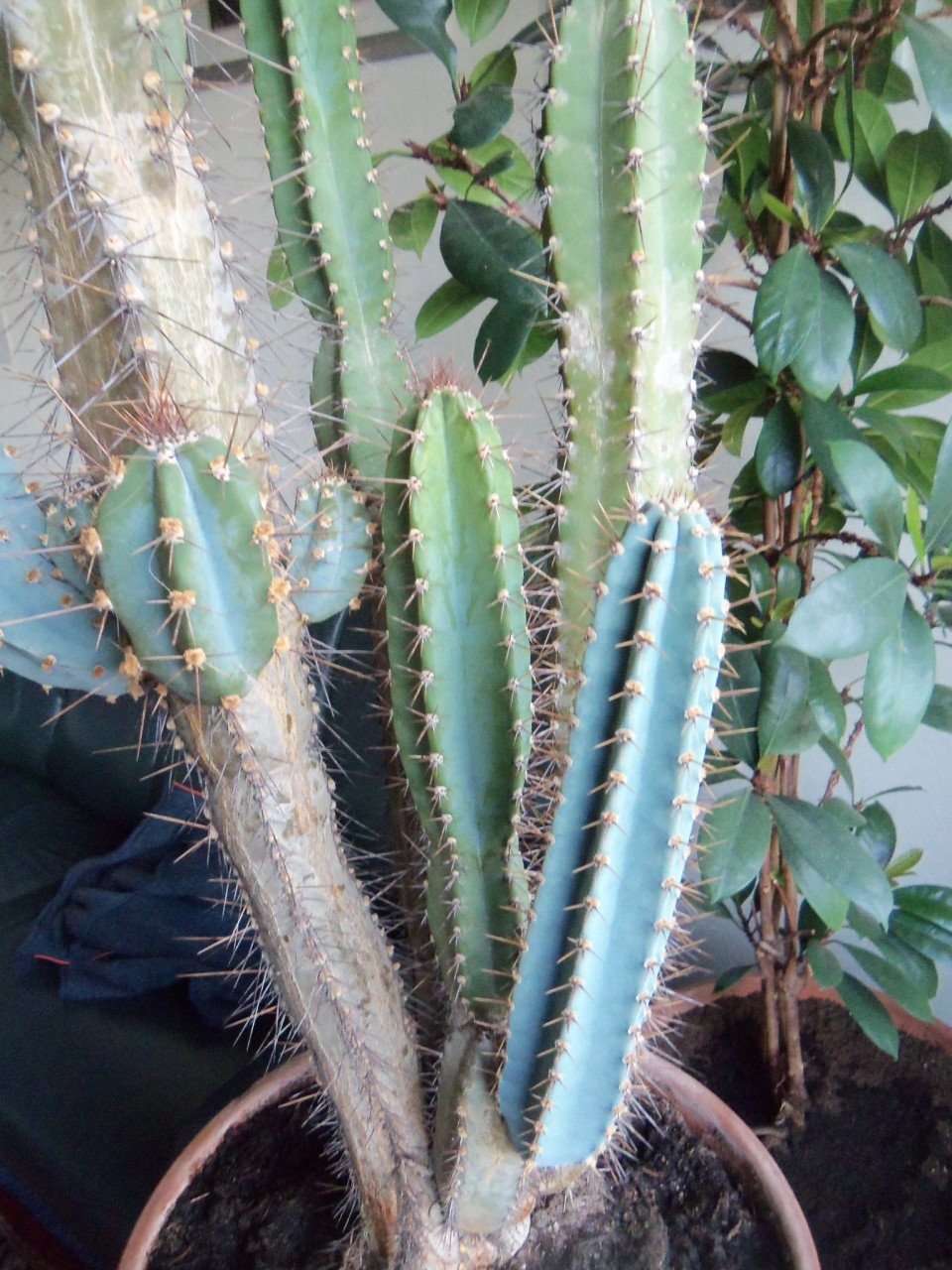 CACTUS 34 JAAR OUD, 1 M 20.