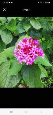 Pindakaasplant