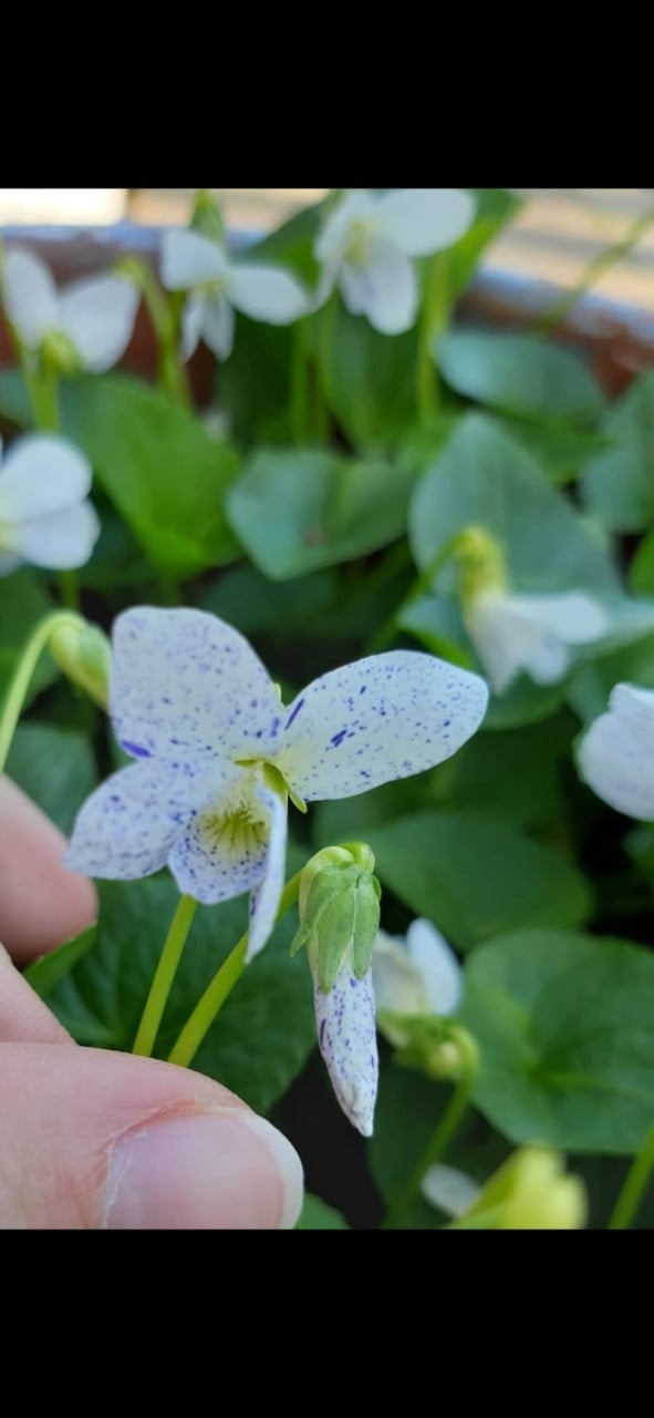 Planten 2 euro per stuk
