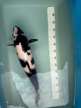 Shiro Utsuri koi 52 cm met Certificaat