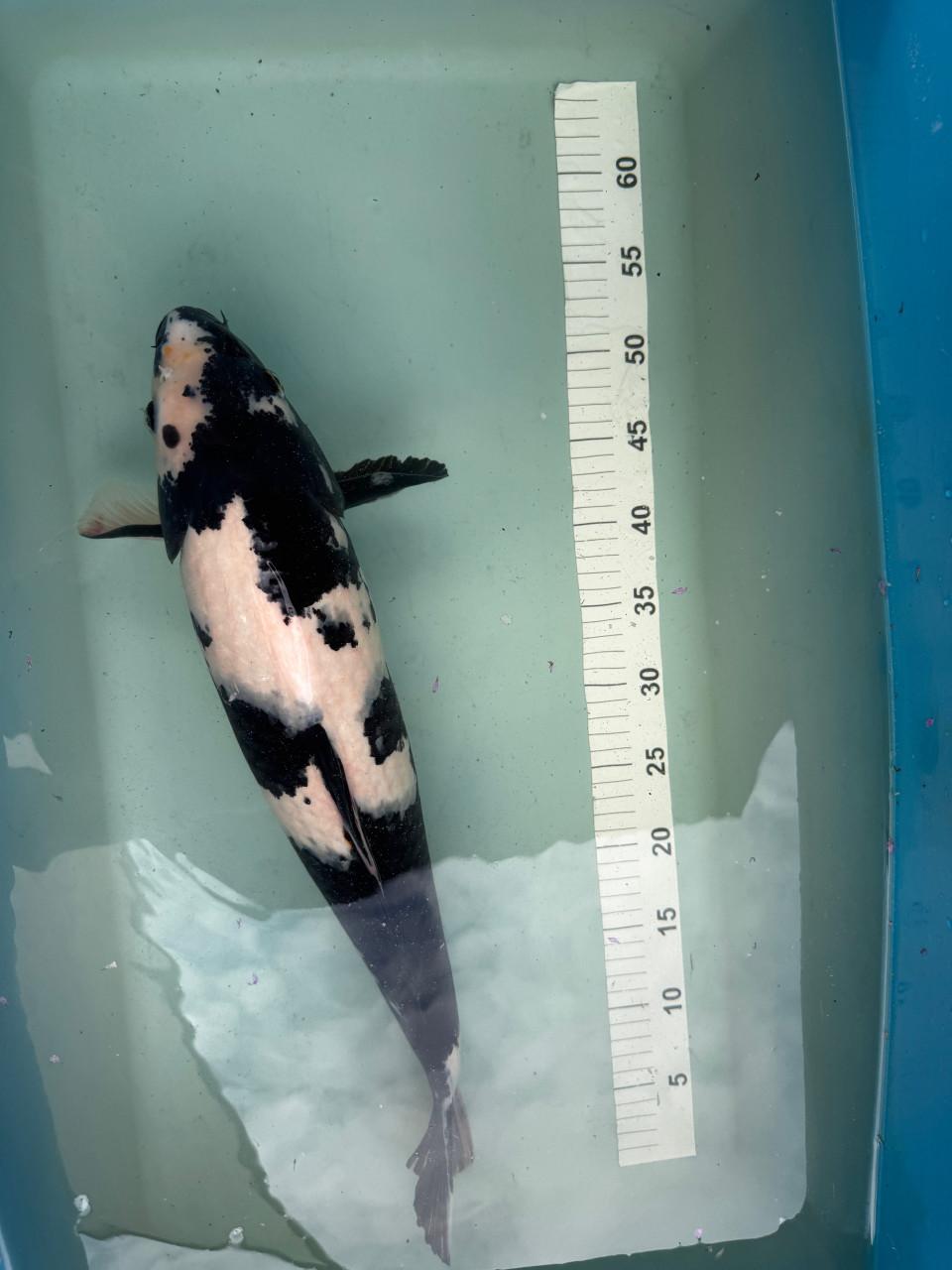 Shiro Utsuri koi 52 cm met Certificaat