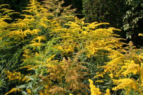 Planten/Bloemen (gratis)