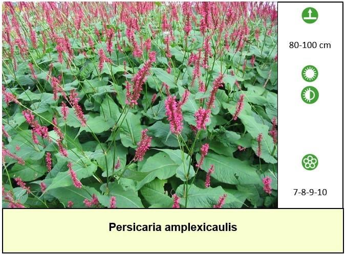 Opzoek naar onbespoten tuinplanten, sterk en ook nog eens voordelig ?
