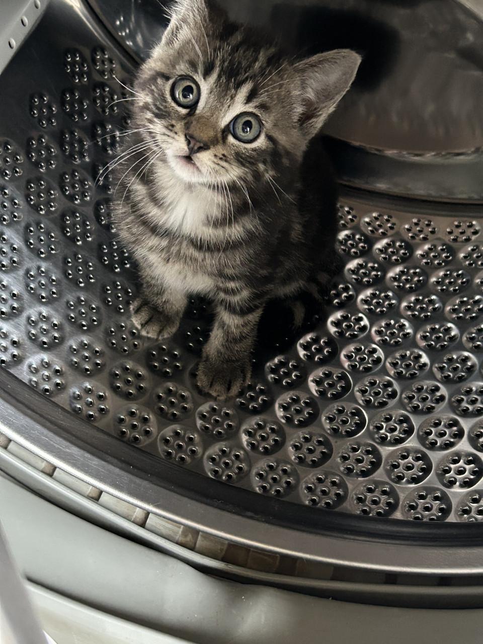 Kitten gereserveerd