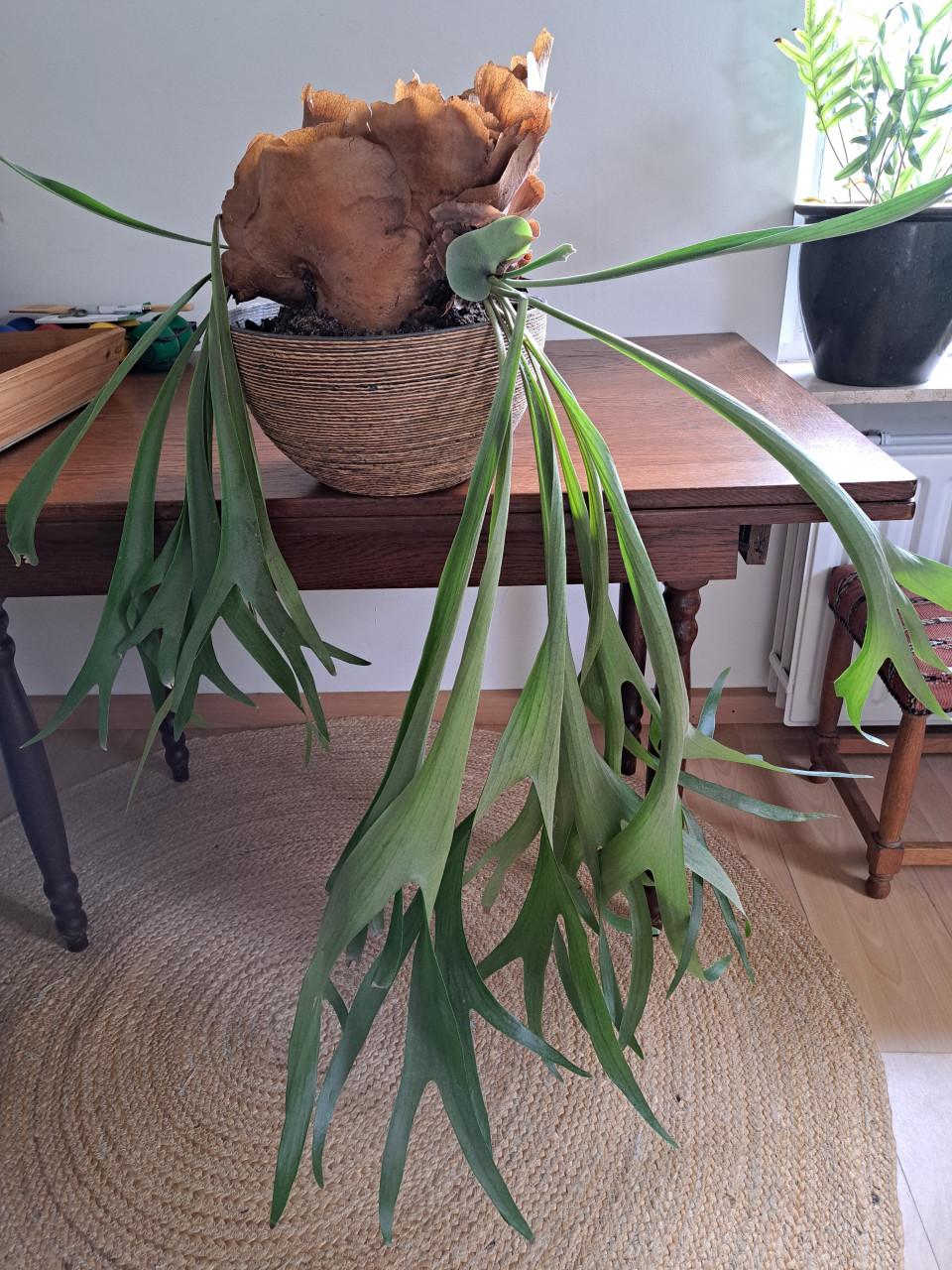 4 kamerplanten