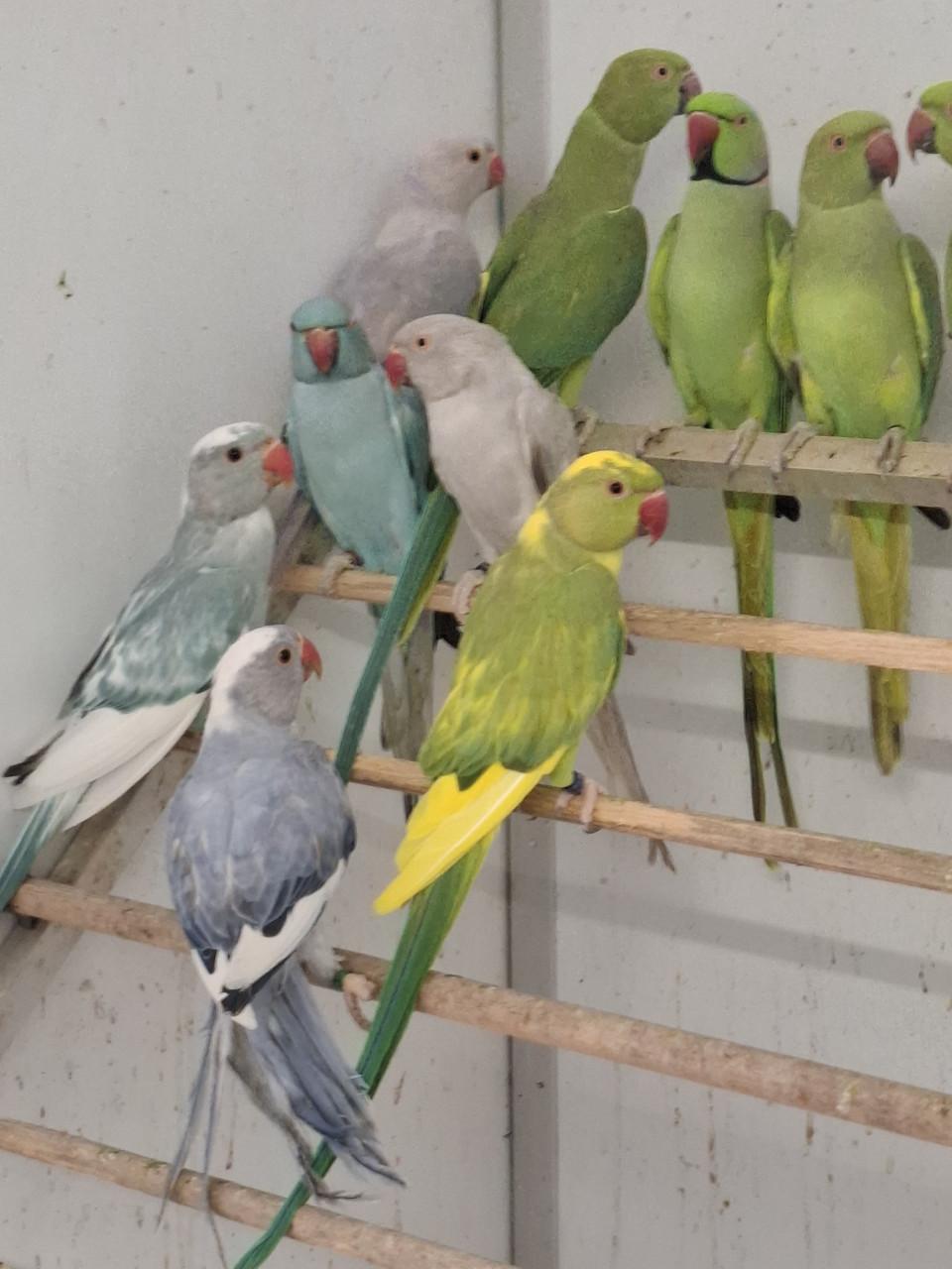Prachtige halsbandparkieten in allerlei kleuren