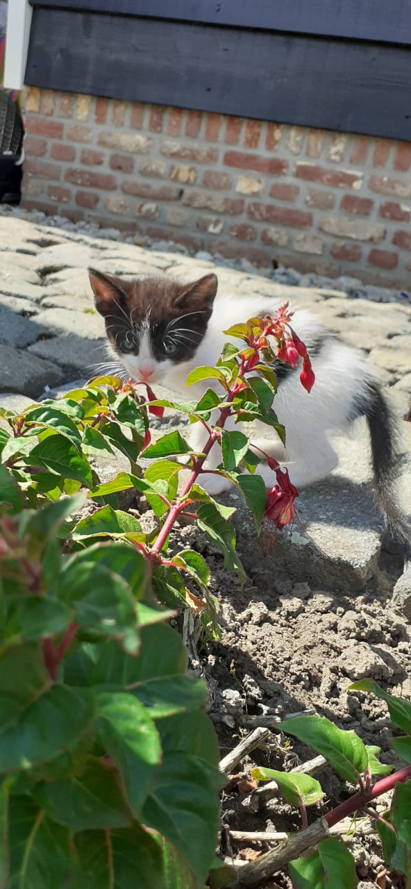 Schattige kittens 😻
