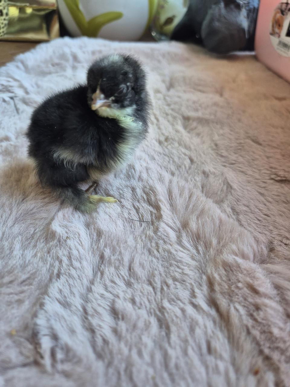 Cochin kuikens kans op krul