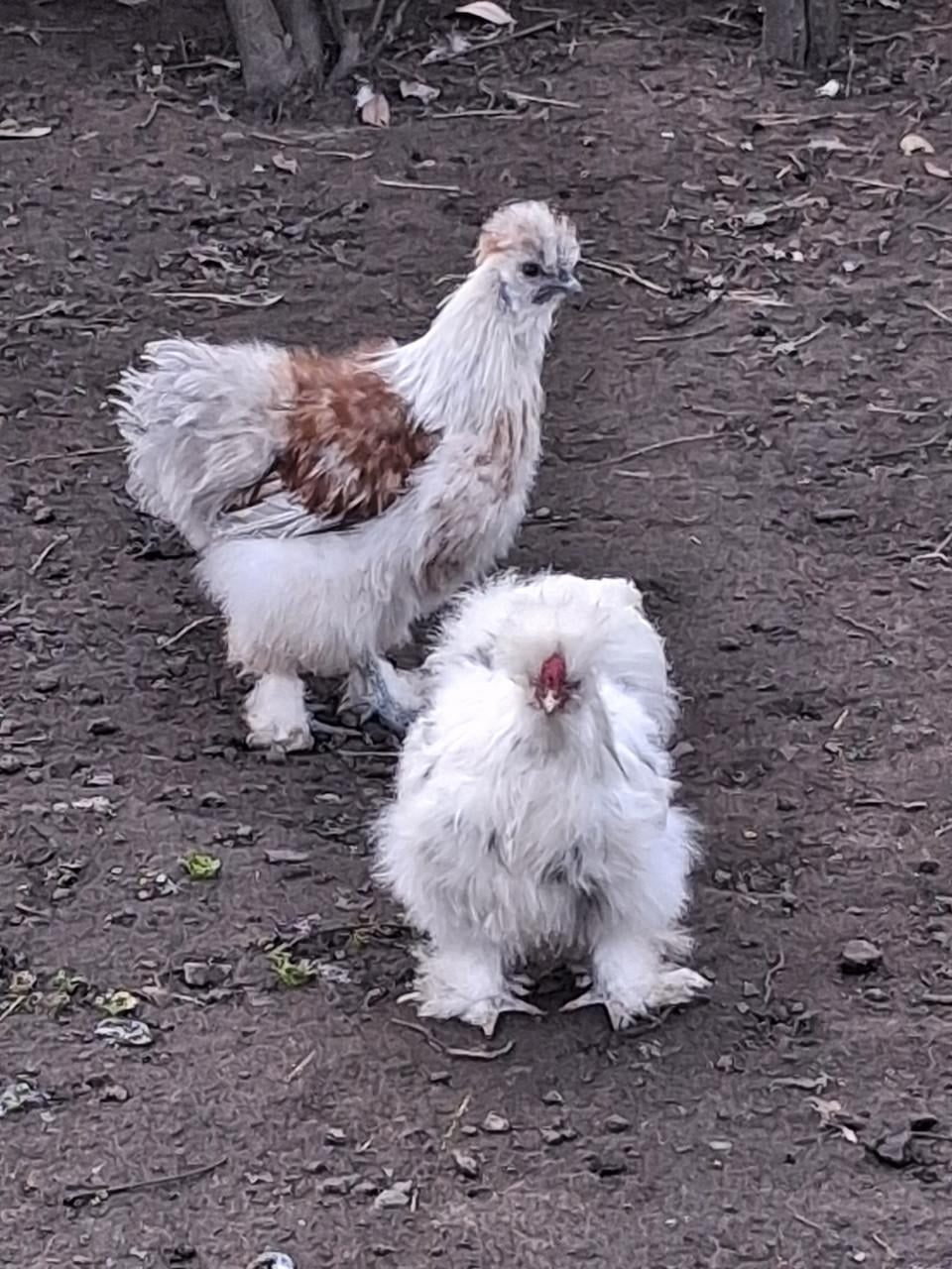 Jonge zijdehoen haantjes op zoek naar eigen toom