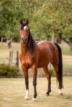 Lieve volbloed Arabier ruin te koop
