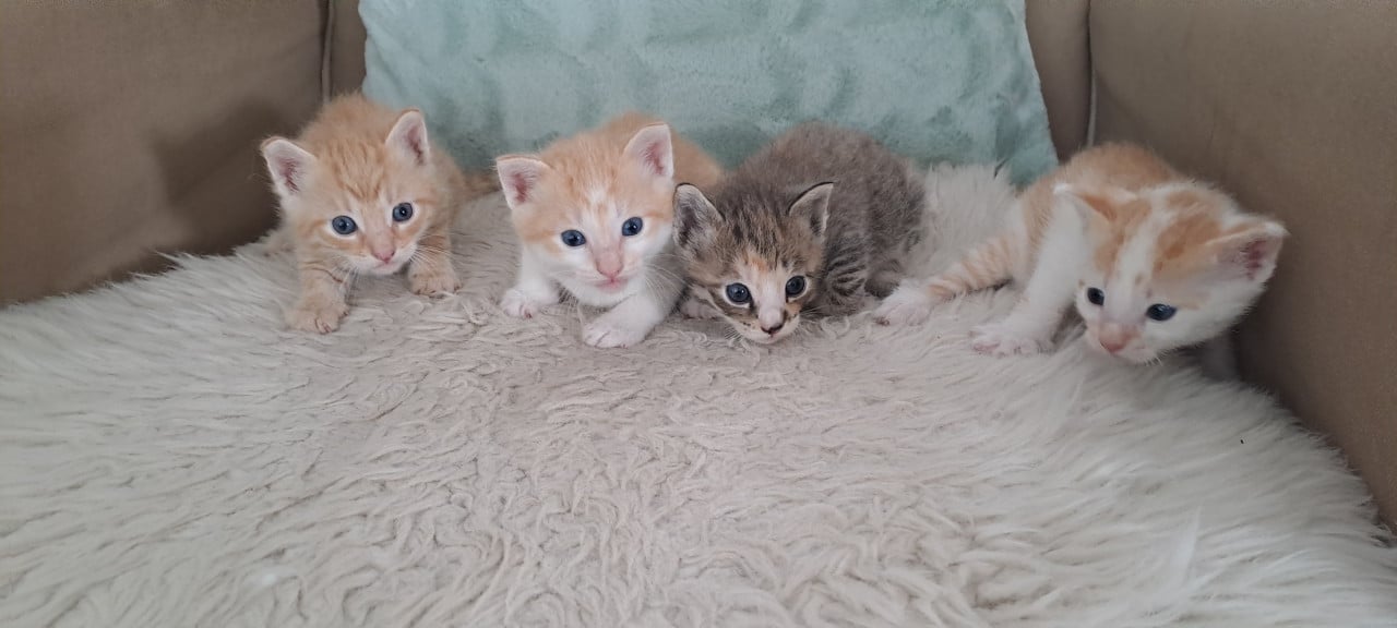 Schattige prachtige kittens