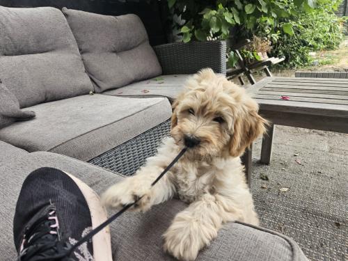 Goldendoodle f1 x Australian Labradoodle pup