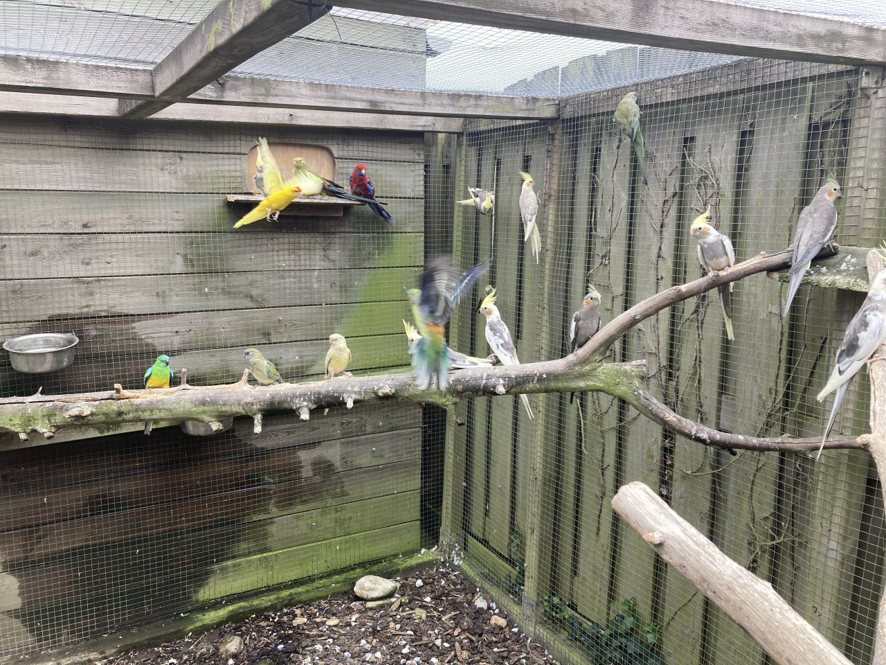 Valkparkieten en roodrugparkieten
