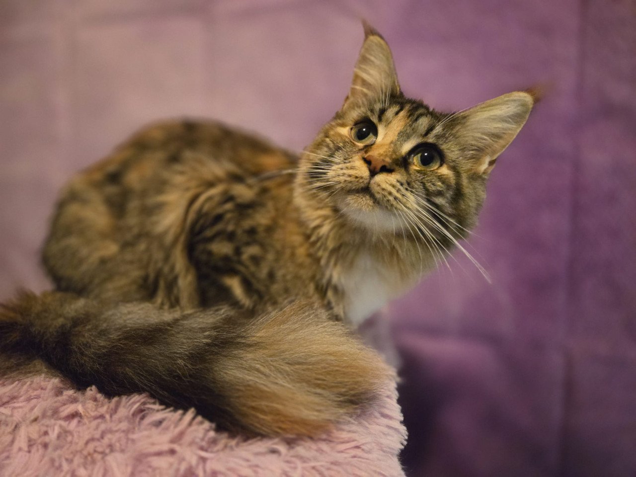 Maine coon poes met stamboom en fokrechten