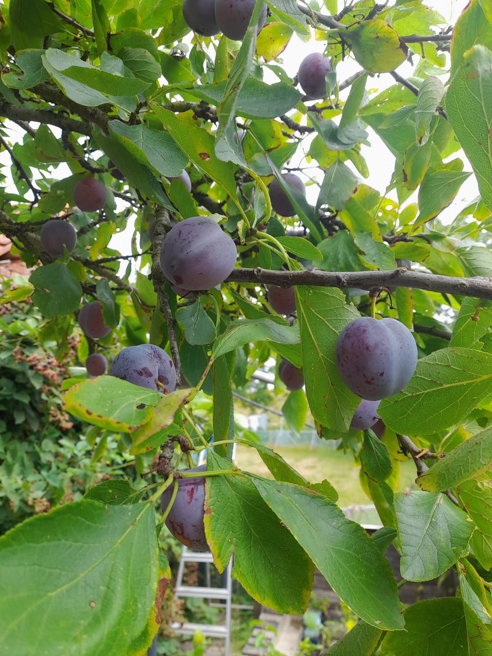 Opal pruimen biologisch
