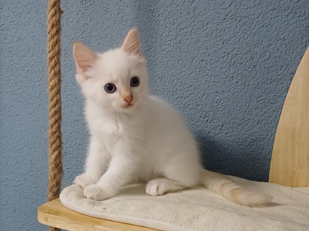Super leuke Ragdoll kittens met stamboom beschikbaar.