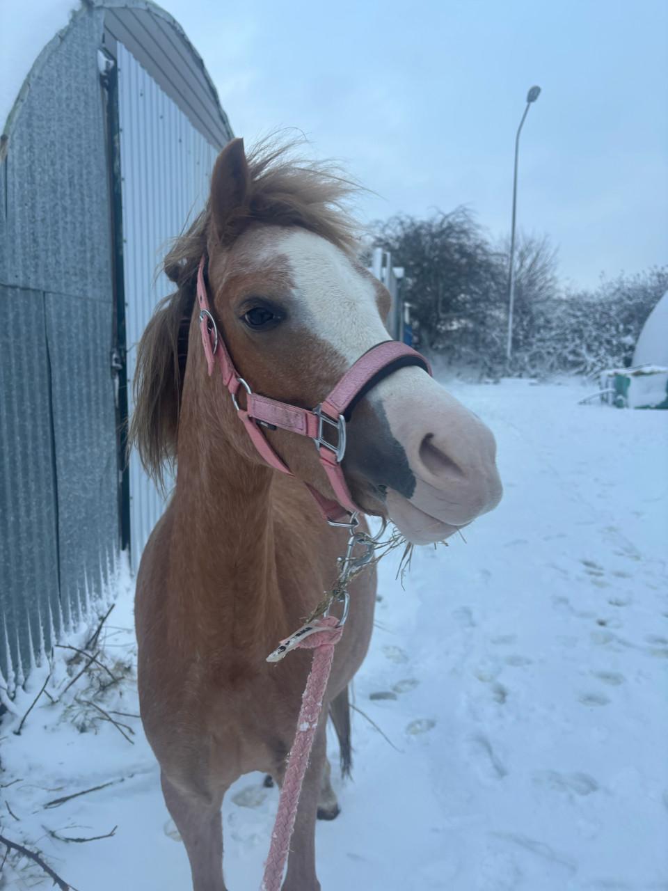 Welsh pony met veulen