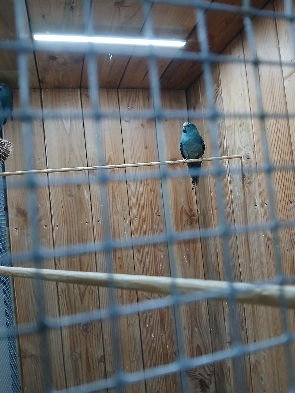 Blauwe kakariki's