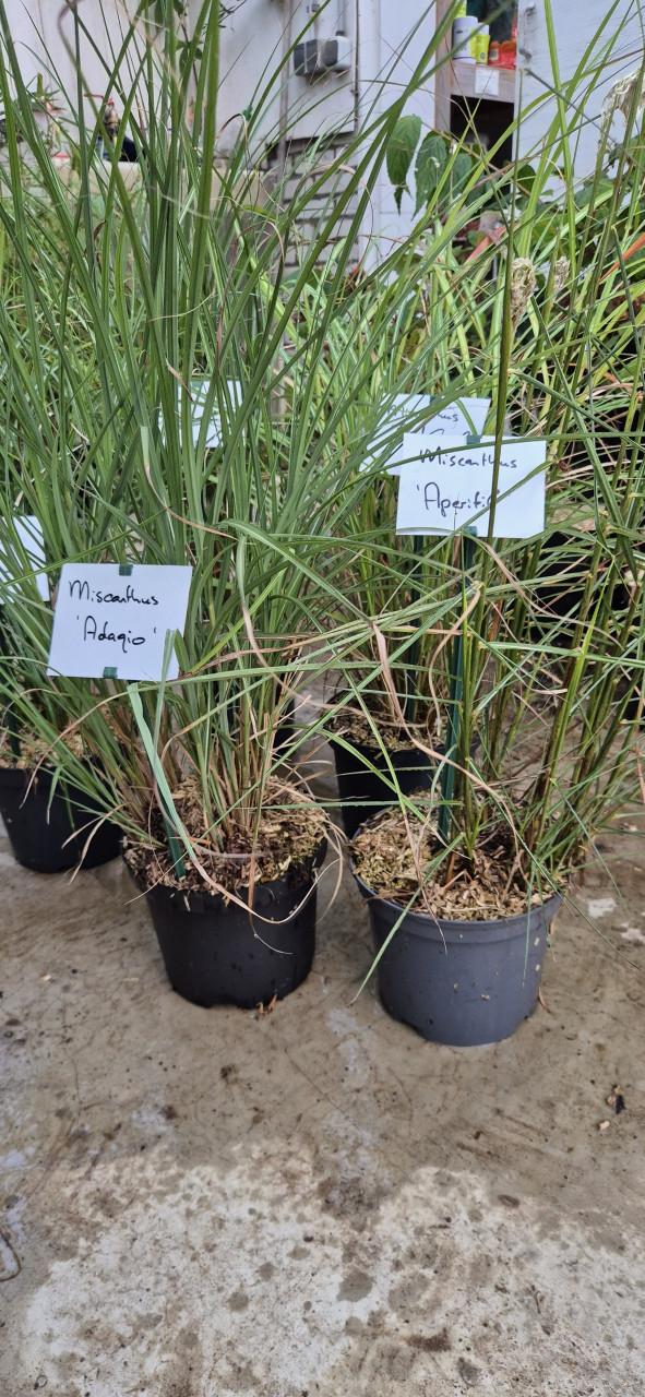 Miscanthus sinensis cv. / Prachtriet