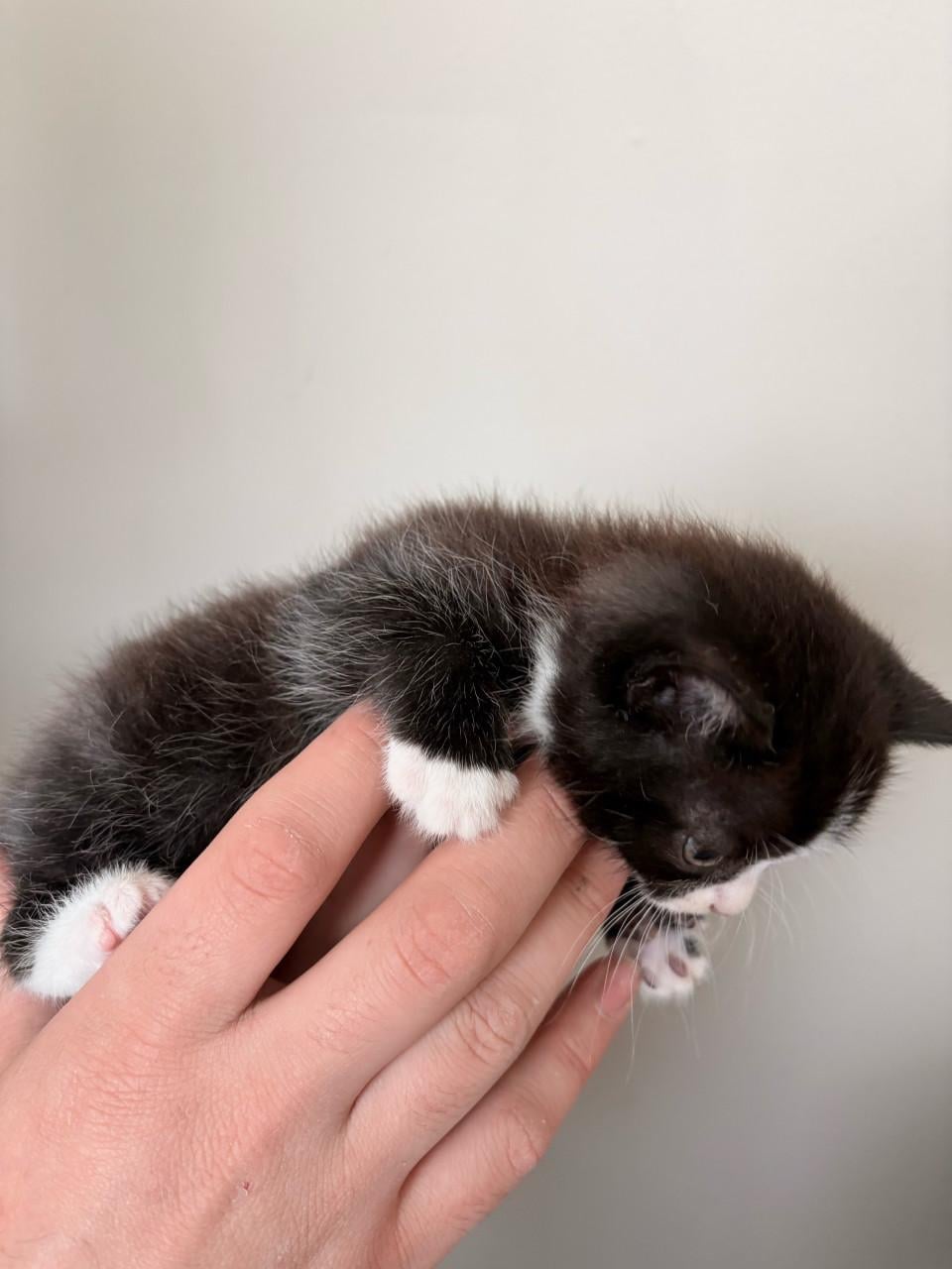 Britse korthaar/europse korthaar kittens.