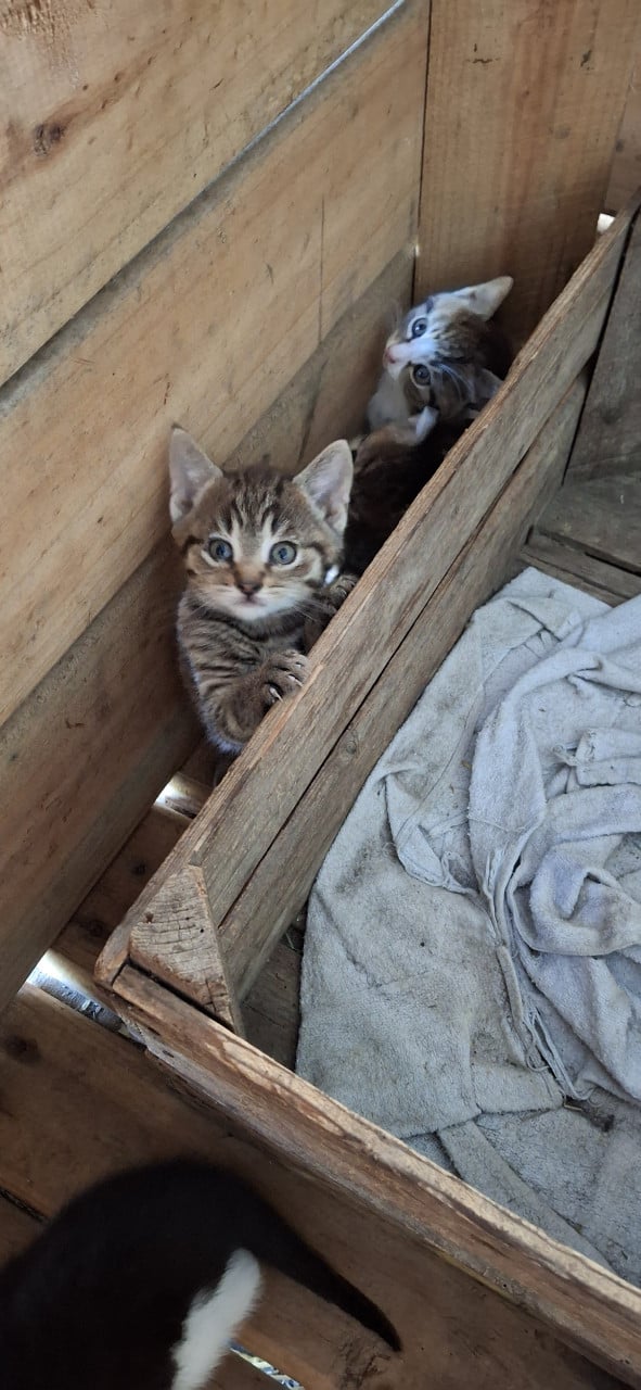 Lieve kittens te koop