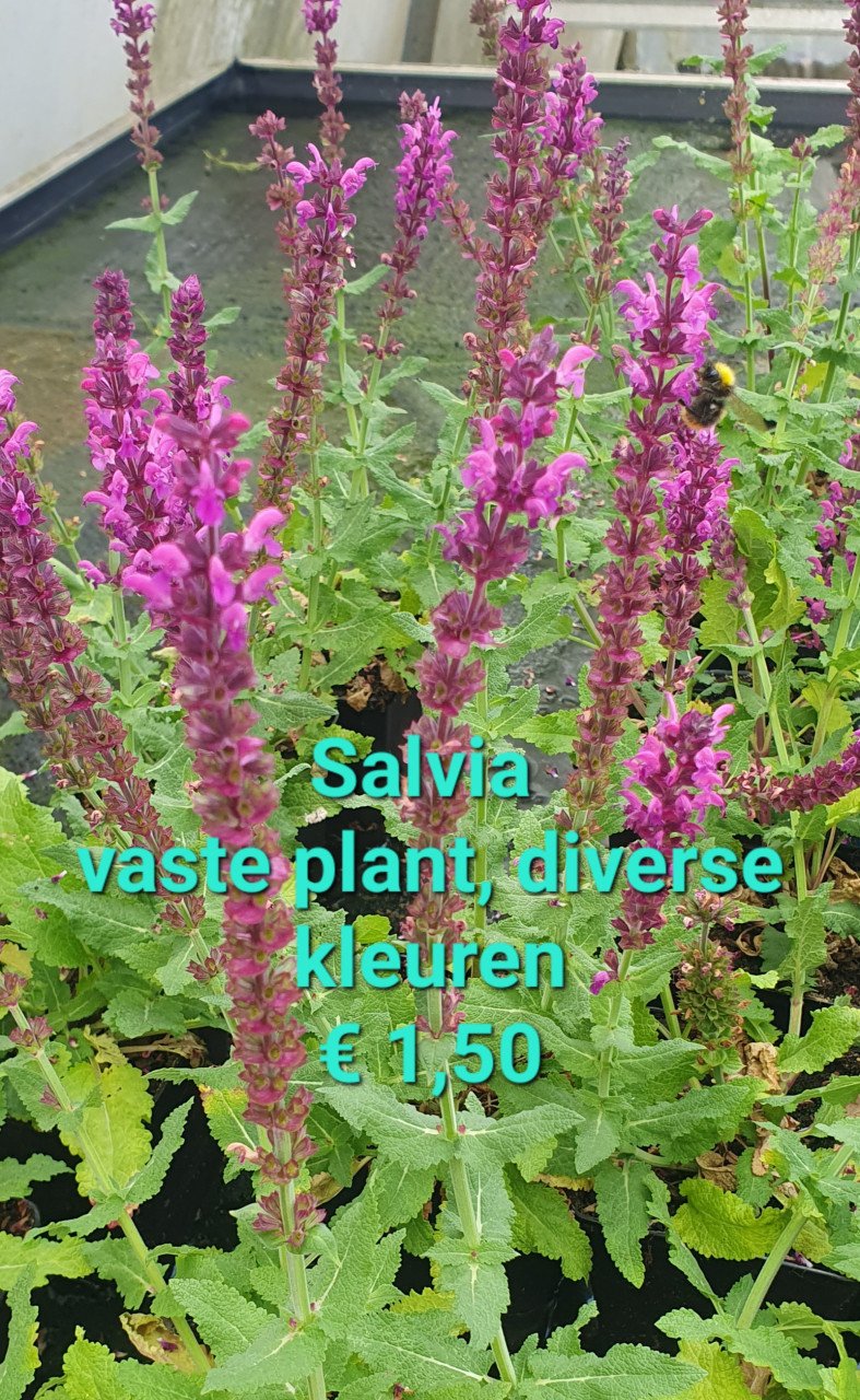 TUINPLANTEN leuke prijzen!
