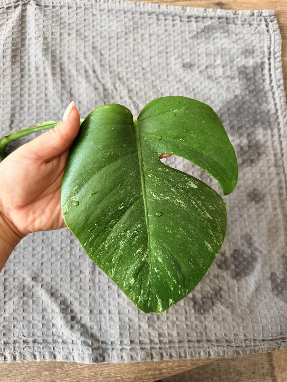 Monstera Deliciosa Variegata stekjes goed geworteld