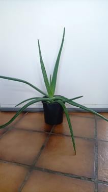 Aloë Vera plant. Voor € 2,- op te halen in Zierikzee.